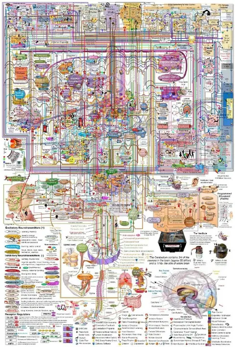 The Entire Nervous System Explained