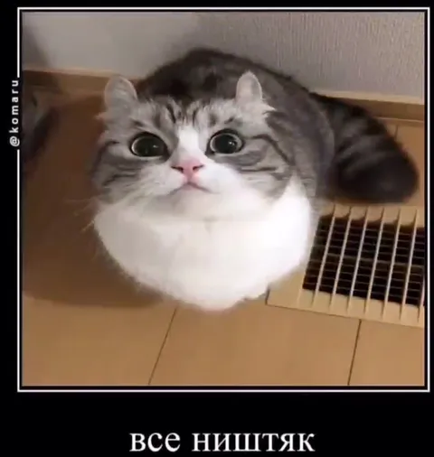 Коты благодарят и танцуют