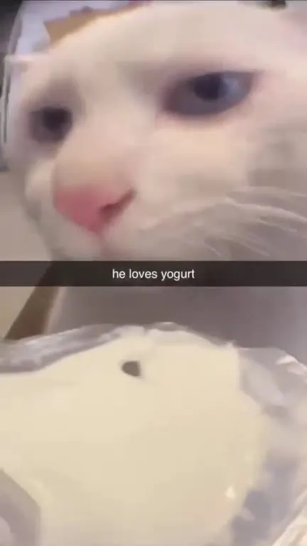 Cat Loves Yogurt