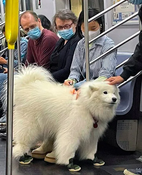 Пушистая собака в метро