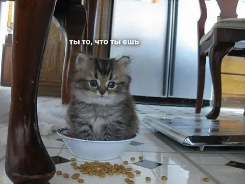 Ты то, что ты ешь