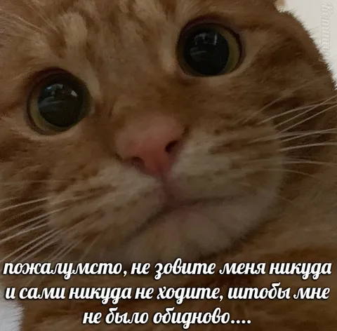 Не зовите меня никуда