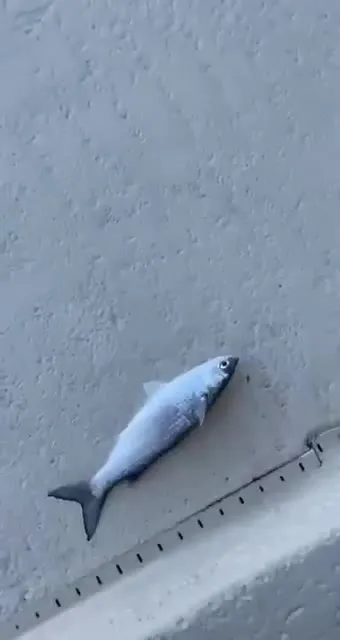 Рыба возвращается в воду