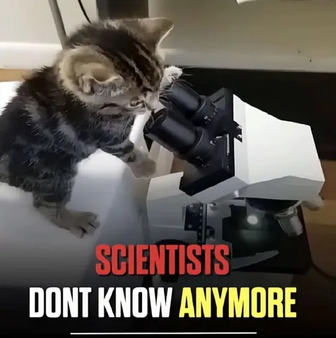 Cat Scientists Don’t Know Anymore