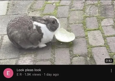 Rabbit With a Giant Leaf