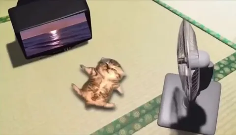 Кот на домашнем море