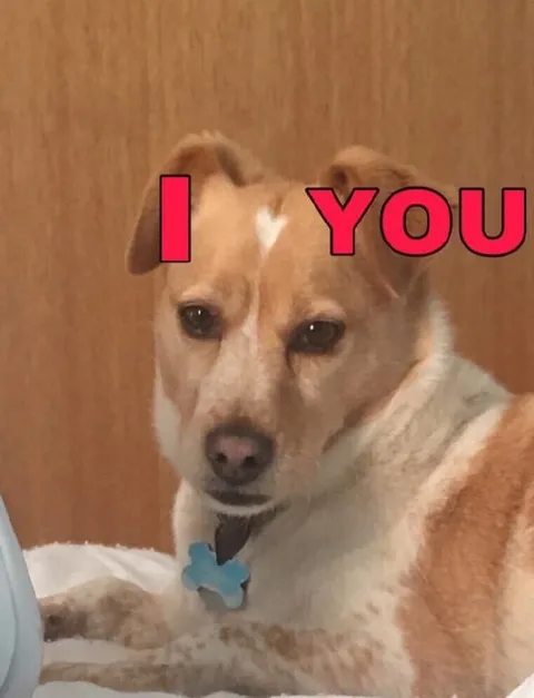 Dog Says I Love You