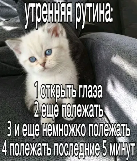 Утренняя рутина сонного котёнка
