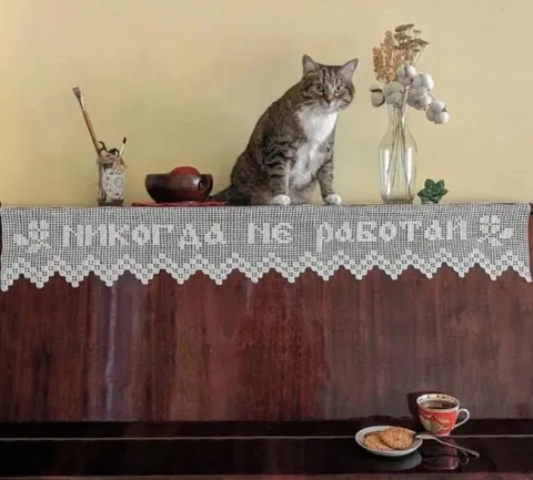 Этот кот не работает