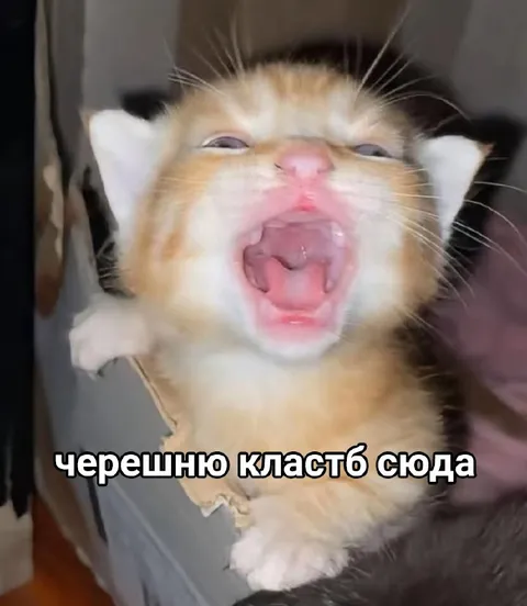 Кот просит положить черешню