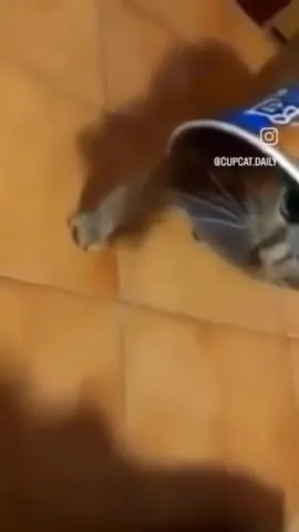 Кот застрял в банке