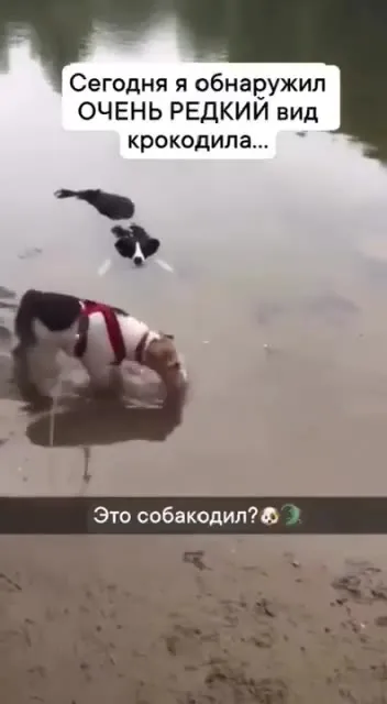 Очень редкий собакодил