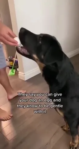 Dog Tries to Be Gentle With an Egg
