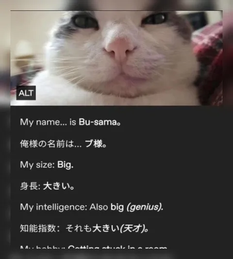 Bu-sama the Big Genius Cat