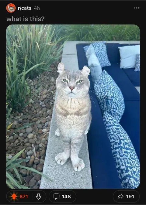 What Is This Standing Cat