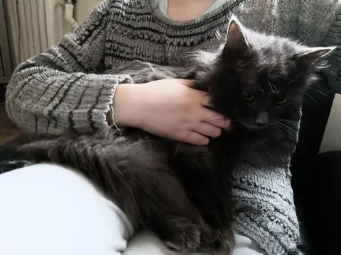 Кот на руках у терапевта
