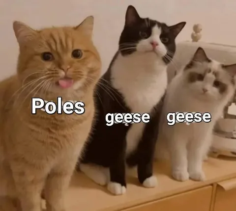 Poles Geese Geese Cats