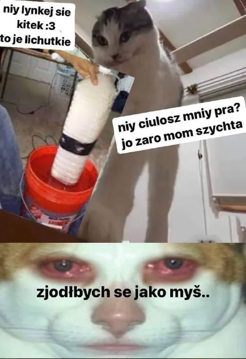 Kot chce zjeść mysz