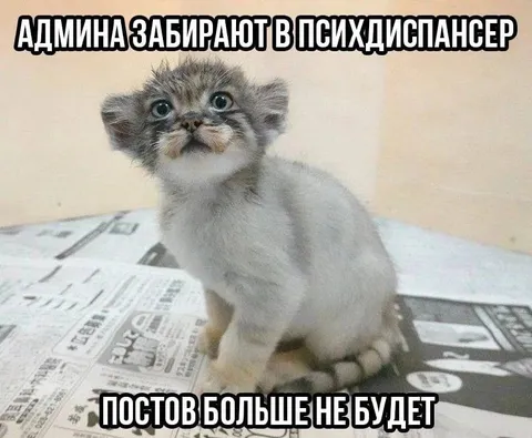 Админа забирают в психдиспансер