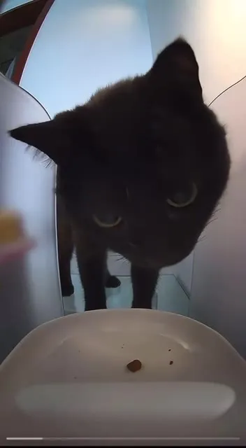 Чёрный кот ждёт корм