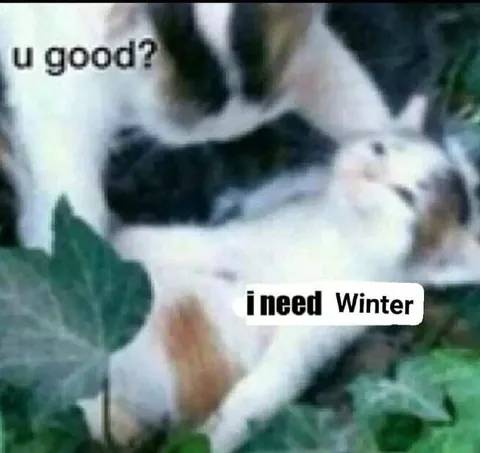 Cat Needs Winter