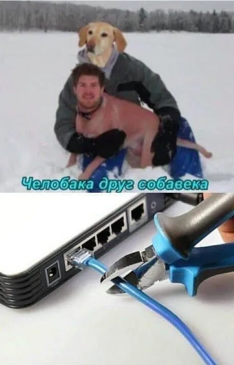 Челобака друза собачека