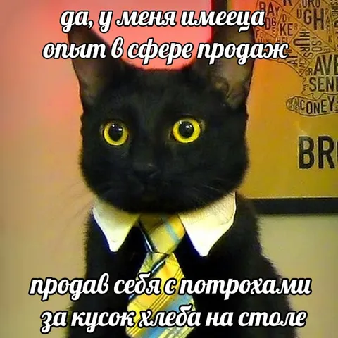 Кот с опытом продаж