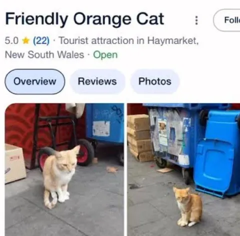 Friendly Orange Cat Tourist Attraction