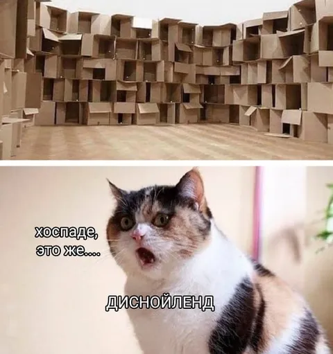 Кот увидел диснейленд