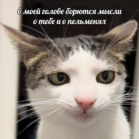 Мысли о тебе и пельменях