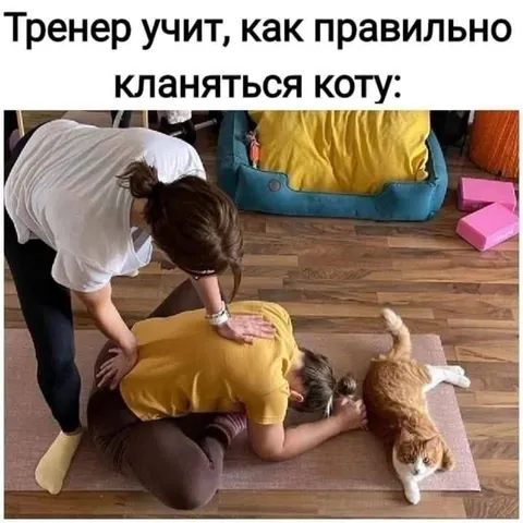 Как правильно кланяться коту