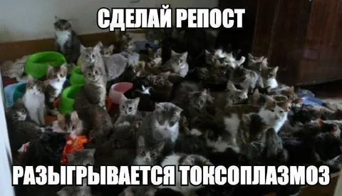 Сделай репост — разыгрывается токсоплазмоз