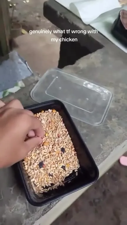 What’s Wrong With My Chicken