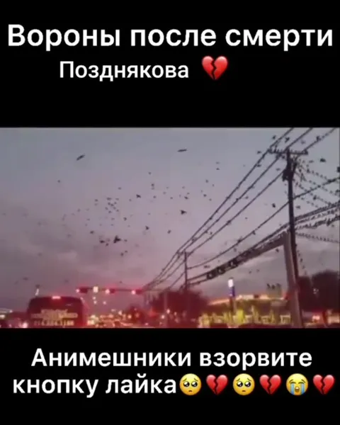 Вороны после смерти Позднякова