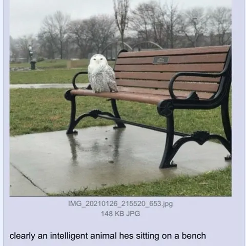 Intelligent Animal on a Bench