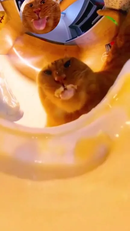 Кот смотрит сквозь воду