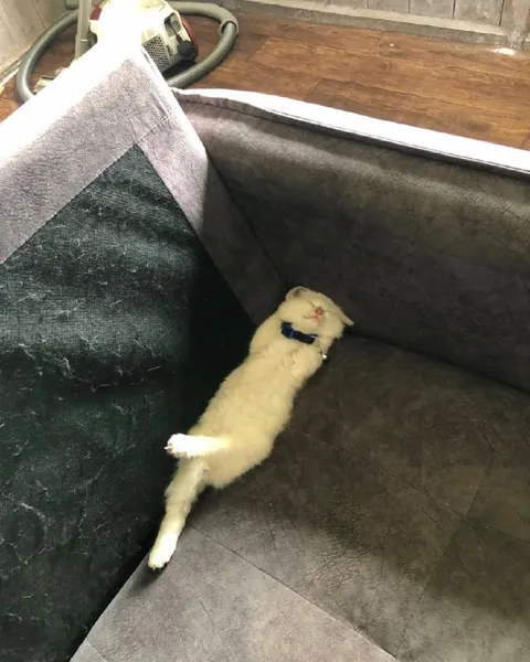 Кот растянулся на диване