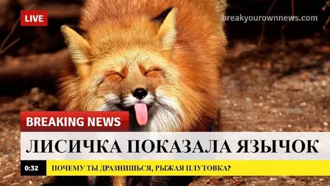 Лисичка показала язычок