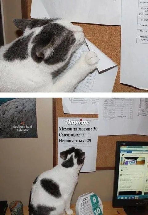 Отчёт кота за месяц
