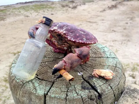 Пьяный краб на пне