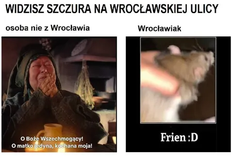 Szczur na wrocławskiej ulicy