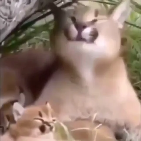 Кошка кричит и падает на котёнка