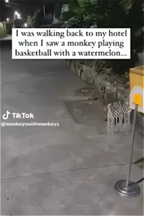 Monkey Plays Basketball with a Watermelon