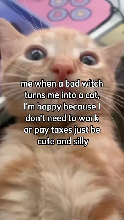 Happy Cat Avoids Taxes