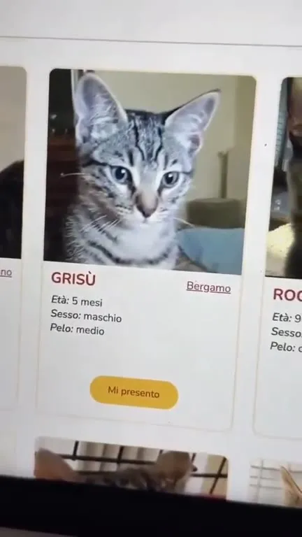 Il gatto guardiano delle galassie
