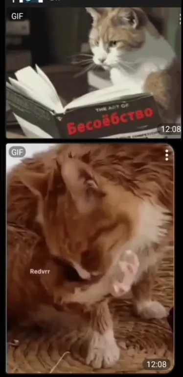 Кот читает про бесоёбство