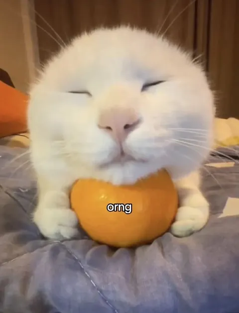 White Cat Hugging an Orange