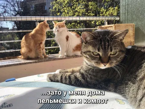 Зато дома пельмешки и компот