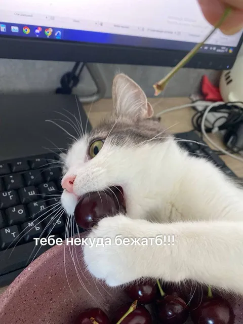 Тебе некуда бежать