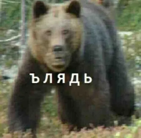 Медведь говорит «блядь»